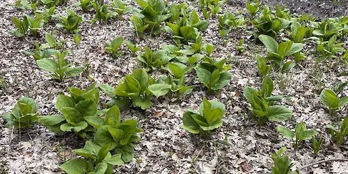 Spring Evening Guided Hike