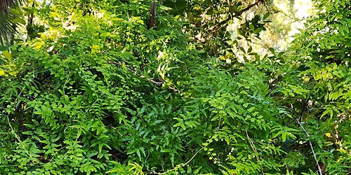 Invasive Plants of Southwest Florida