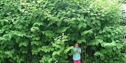 Sunday 11\/9 Volunteer Invasive Bush Removal - Dobbs Ferry Juhring Preserve