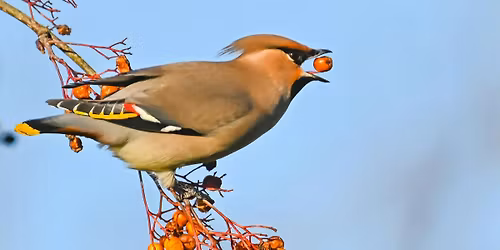 WILDLIFE ON YOUR DOORSTEP