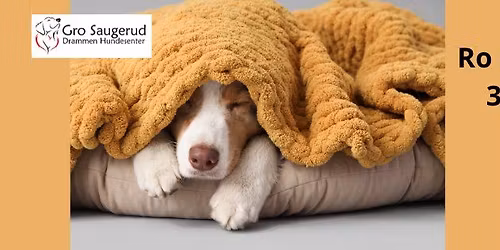Pauseknappen for hunden din - ro p\u00e5 teppet, seng eller bur.