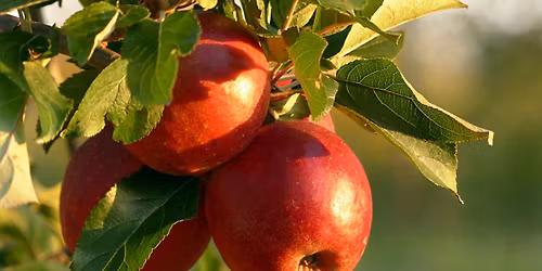 National Apple Harvest Festival