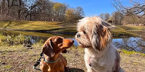 Hundespaziergang