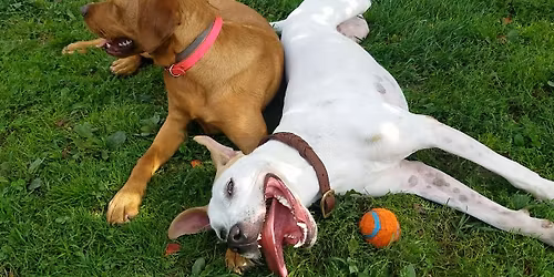 Open Volunteer Orientation