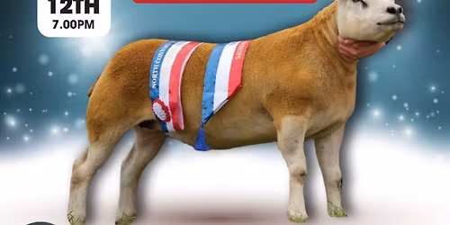 The North Connacht Festive Texel Female Sale