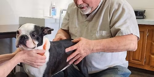 A1 Pet NW Store-Dr Divis, Pet Chiropractor