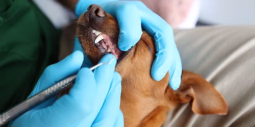 Auburn - Dog dental cleaning
