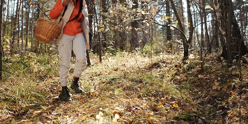 Wild Edibles: Fall Edition 