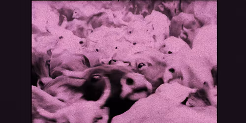 TANCA FEST | Baumhaus