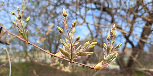 Vernal Equinox Celebration at the Naval Cemetery Landscape