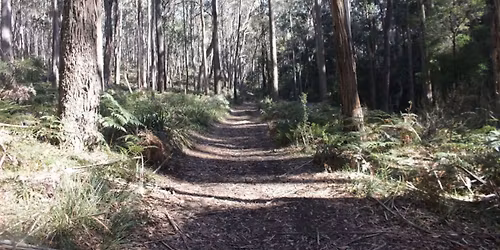 FOOTSTEPS MEDITATION & PRACTICE SESSION