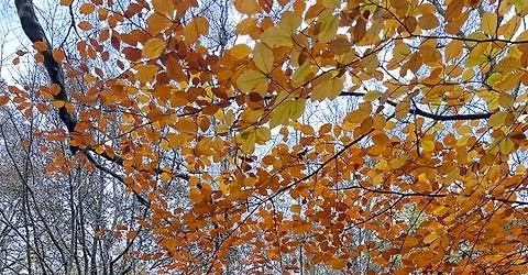 Nature walk: Autumn leaves