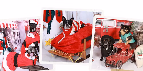 \ud83c\udf84\ud83d\udc3e Christmas Pet Photo Sessions \ud83d\udc3e\ud83c\udf84-1