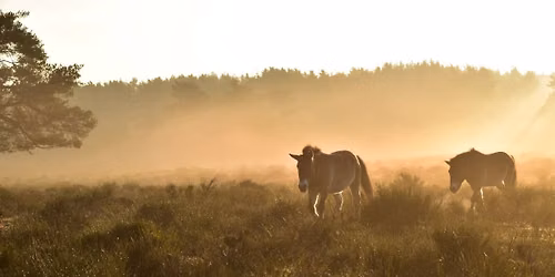 Wo die wilden Pferde weiden \u2013 Wildpferde im Tennenloher Forst 