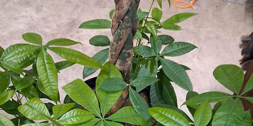 Ivy League: Ladies Only Houseplant Club