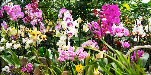 Mastering the Art of Orchids!