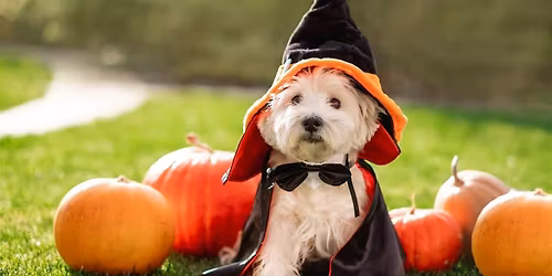 Halloween Pet Costume Contest