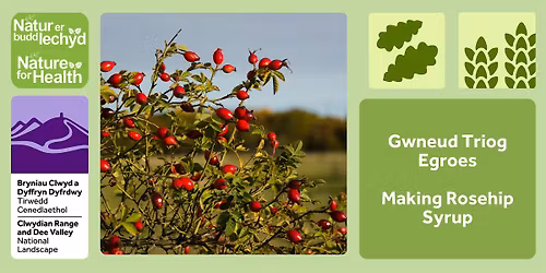 Gwneud Triog Egroes | Making Rosehip Syrup