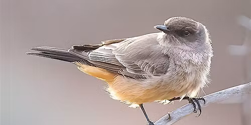 Wednesday Birders at Avimor's Spring Valley Creek
