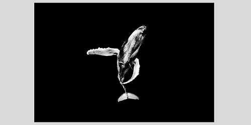 Matt Draper: Within One Breath - Artist Walk-Through & Champagne Toast