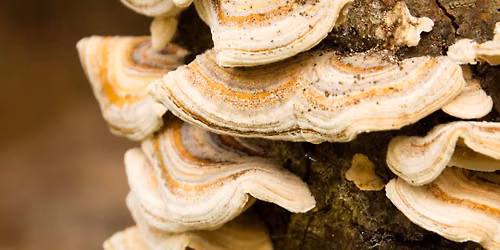 Wilderness Weekends with Emily: Fall Fungi & Decomposers Hike