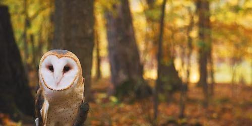 Wildlife Photography