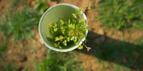 North East Community Forest Public Tree Planting Event