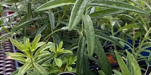 Native Gardening