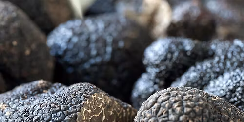 Essential Truffle Farming & Truffle Dog Training