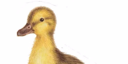 3 Hour Painting Class - Duckling
