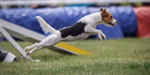 Jarn\u00ed AgiJ\u00edzda - Dvojzkou\u0161ky + jumpingy A0 v Her\u00e1lci u Havl\u00ed\u010dkova Brodu - 16.5.2026