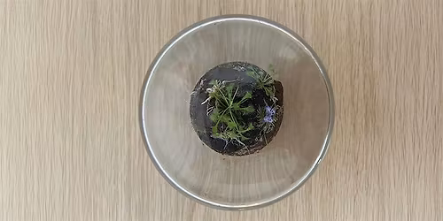 Terrific terrarium making