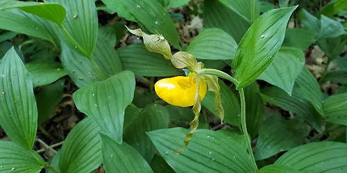 CMAS November meeting with speaker