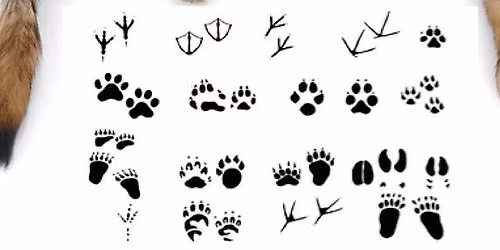 Skulls, Pelts, Tracks & Scat! 