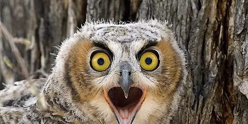 Guided Bird Walk - Weekend
