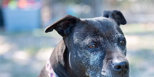 Jelly's Place Volunteer Orientation