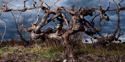 SECRET CELLAR: Shiraz-sational Barossa Dinner (14 to 19 yo wines)