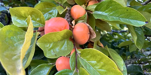 Fruit Rescue - San Ramon \/ Danville \/ Alamo Area