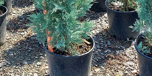 Parking Lot Party\ud83c\udf32\ud83c\udf32\ud83c\udf32 Evergreen Tree Sale