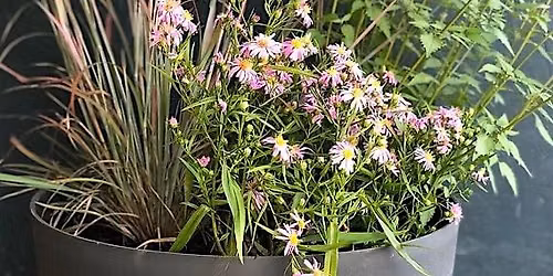 Pots of Possibilities - Plant Now Bloom Later