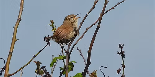 International Dawn Chorus Day Walk with Breakfast