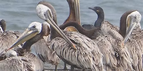 Birds on the Estuary
