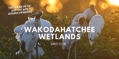 Sunset Fly-in at Wakodahatchee Wetlands