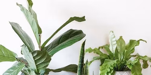 Community Plant Exchange