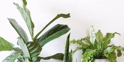 Community Plant Exchange