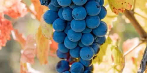 A Bologna \/ Rosso Ribelle il carattere del sagrantino