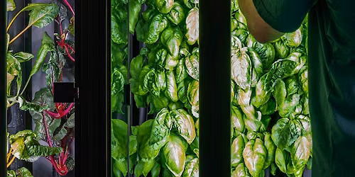 Community Harvest at The Orangery (Hydroponic Farming)