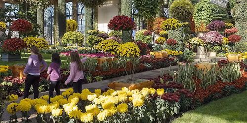 Chrysanthemum Festival