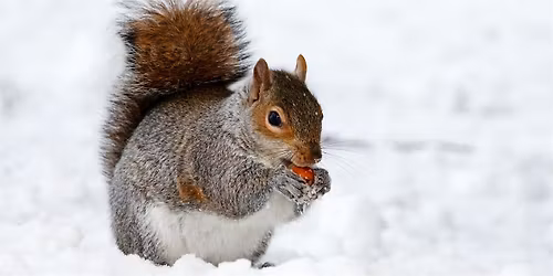 Winter Naturalist Tracking