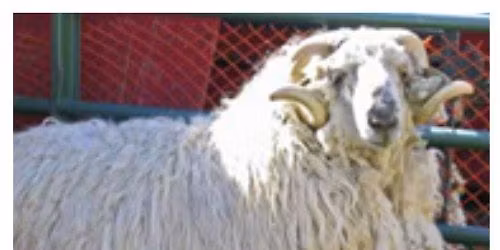 Spinning the Breeds with Amy Wolf